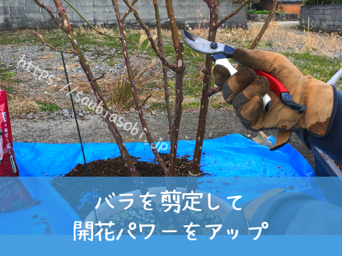 バラの剪定の基本作業は開花パワーをコンパクトに仕込むこと