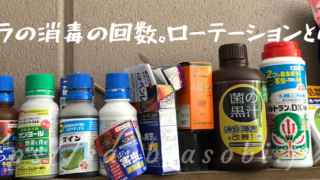 バラの効果的な薬剤散布