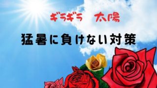 バラのブラインド 花芽がでないときやってみたい簡単な方法