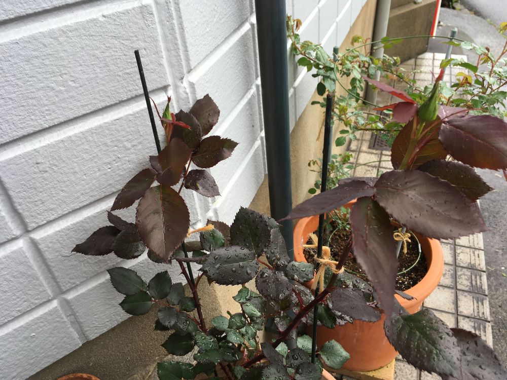 鉢植えのバラに支柱を立てて葉に日光が当たるように調整している