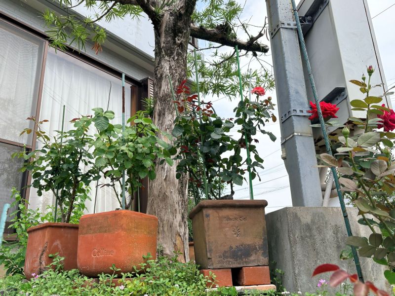 鉢植えのバラの枝を支える支柱を挿している