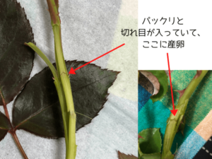 バラクキバチの対策。なぜ新芽が突然垂れ下がりしおれるの？