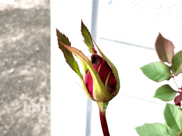 ホソオビアシブトクチバの幼虫にかじられたバラのつぼみ