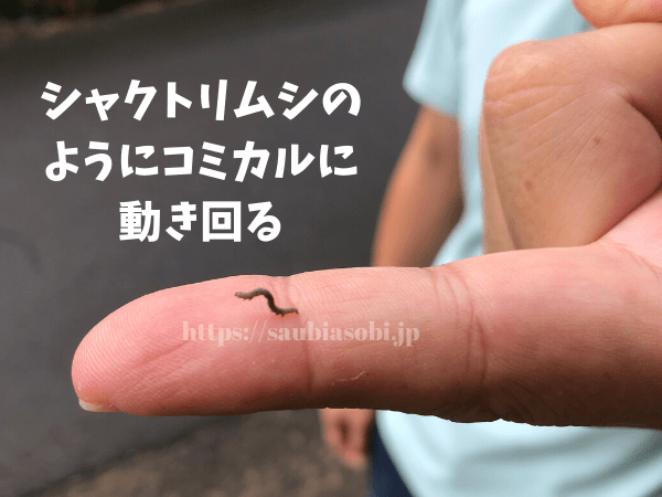 ホソオビアシブトクチバの幼虫の動き方