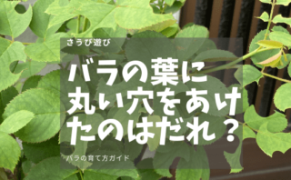 バラの枝が白くなるのは異常 病害虫が発生しているのかも