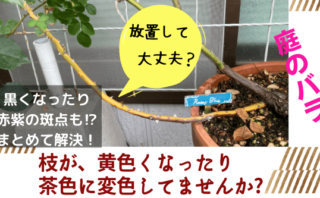 バラのカイガラムシの駆除 なぜ歯ブラシ使用が効果的なの