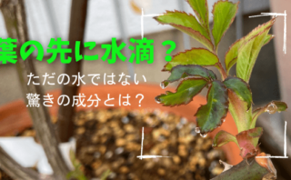 バラの芽かきの時期とやり方 よい芽を残す見きわめ方とは