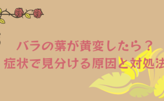 バラの葉が黄変したら 症状で原因を見分け施す対策と対処