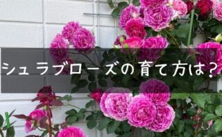 バラの芽かきの時期とやり方 よい芽を残す見きわめ方とは