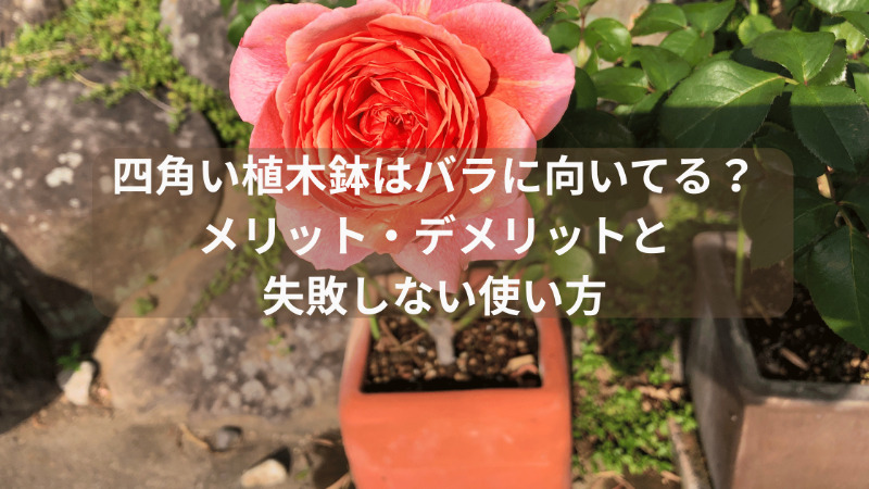 四角鉢植えはバラに向いている?メリット・デメリットと失敗しない使い方
