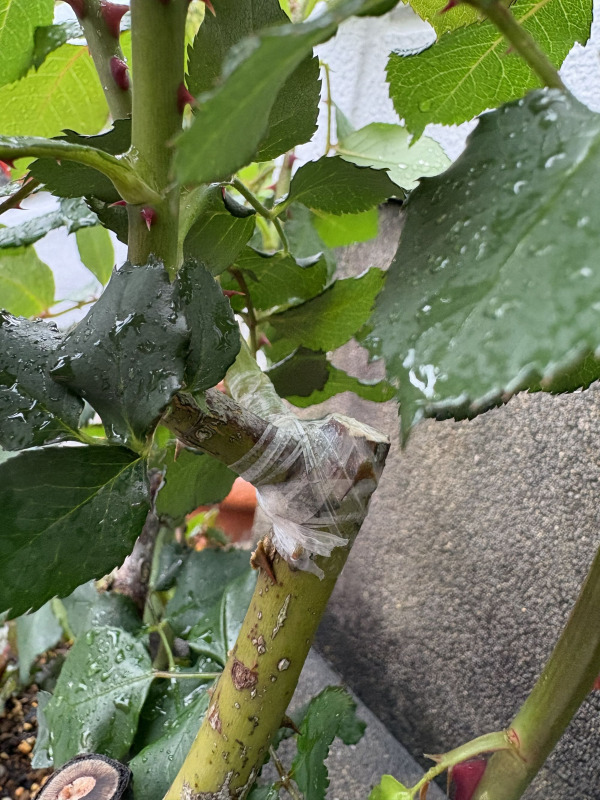 接ぎ木テープのメデールで折れたバラの枝を補修