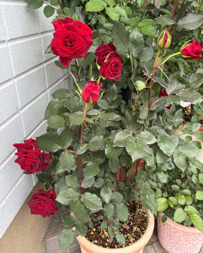 サムライの一番花は大きくて花びらも多い