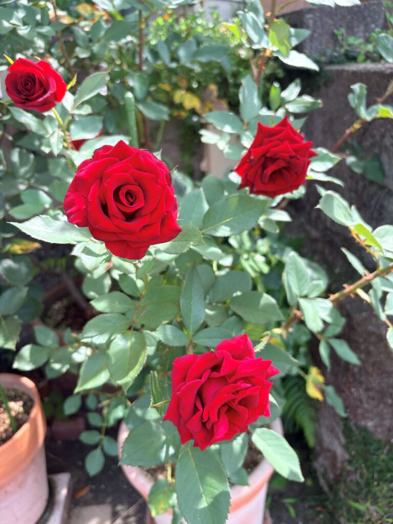 バラのサムライ。2番花が小さく咲いた