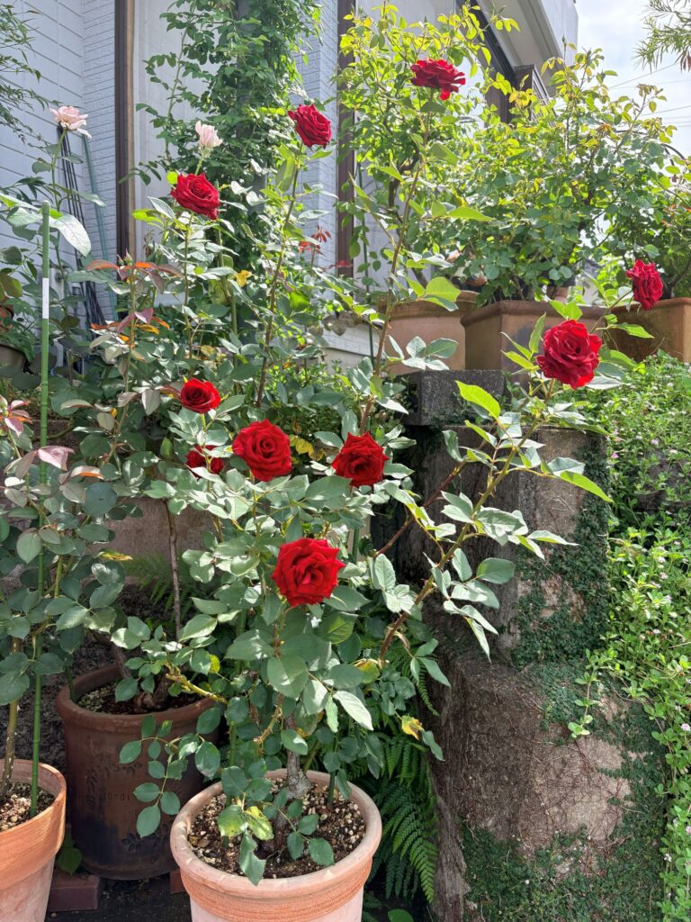 バラの2番花が小さく咲いたサムライ