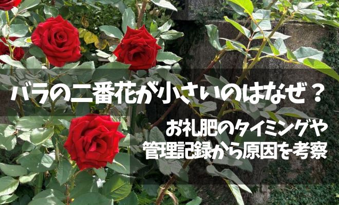 バラの二番花が小さいのはなぜ？お礼肥えのタイミングや管理記録から原因を考察